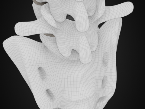 Spine with vertebraes lumbar thoracic cervical 2024 3D 모델