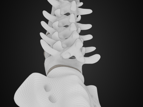 Spine with vertebraes lumbar thoracic cervical 2024 3D 모델
