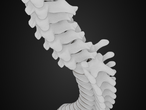 Spine with vertebraes lumbar thoracic cervical 2024 3D 모델