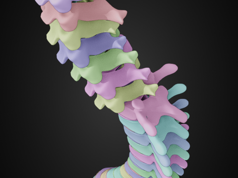 Spine with vertebraes lumbar thoracic cervical 2024 3D 모델