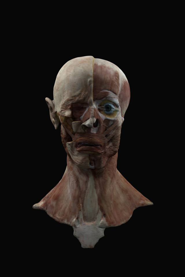 Uteness Modelo 3D .c4d .max .obj .3ds .fbx .stl .blend 