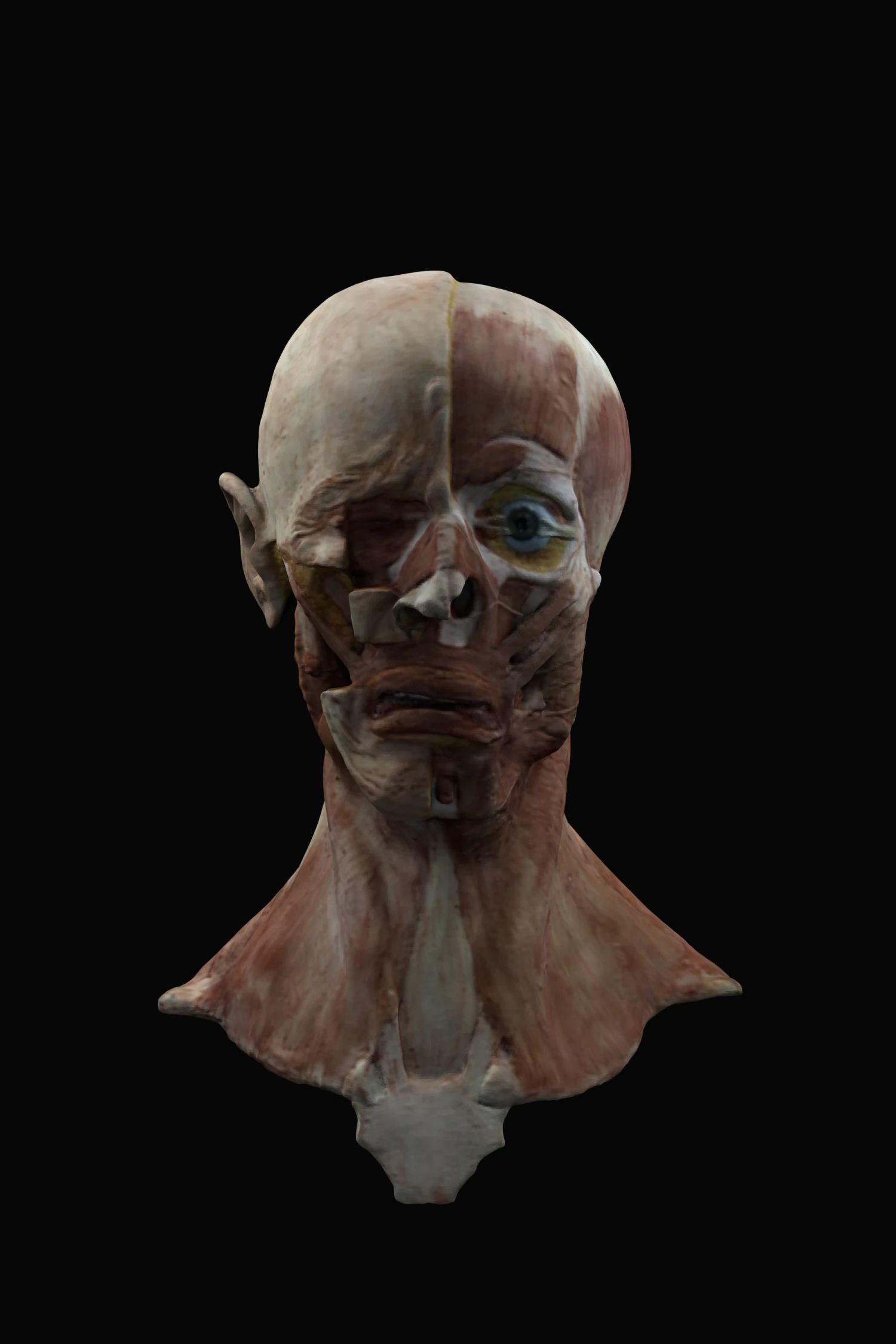 Uteness 3D Model .c4d .max .obj .3ds .fbx .stl .blend 