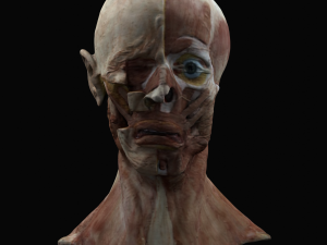 Uteness Modèle 3D