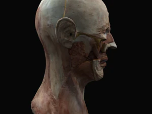 Uteness 3D Model