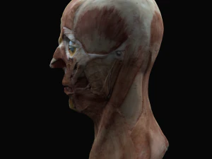 Uteness 3D Model