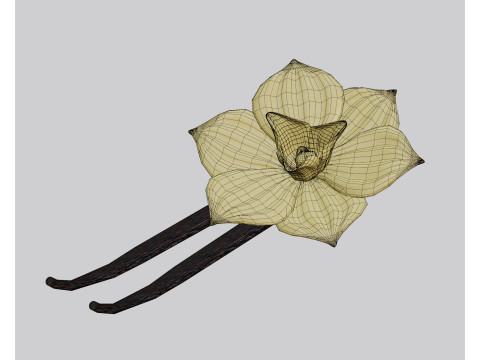 Vanilla flower 3Dモデル