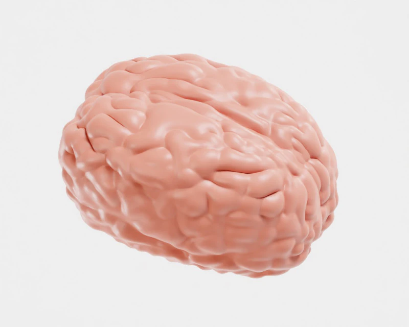 脳 3Dモデル .c4d .max .obj .3ds .fbx .stl .blend