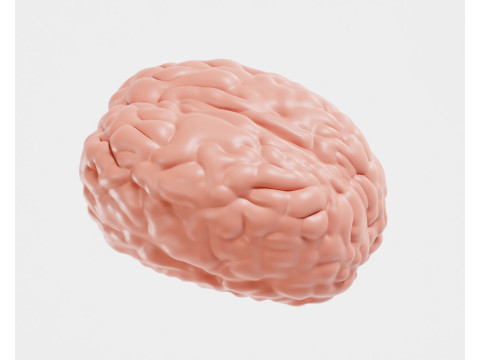 Brain 3D Model