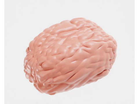 脳 3Dモデル
