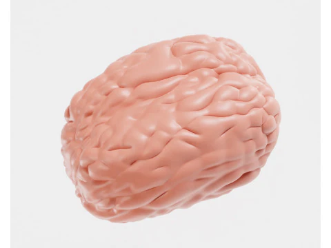 脳 3Dモデル