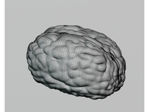 脳 3Dモデル