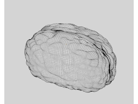 Мозг 3D Модель
