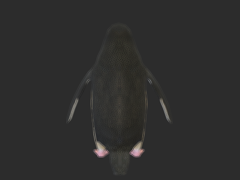 Adelie Penguin Low Poly Animated Modello 3D