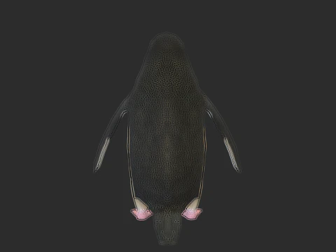 Adelie Penguin Low Poly animado Modelo 3D