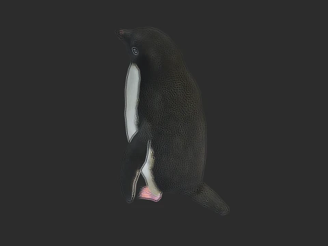 Adelie Penguin Low Poly animado Modelo 3D