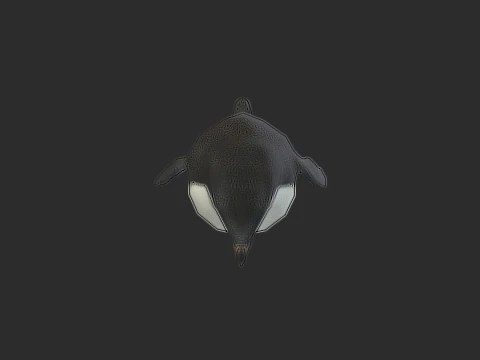 Adelie Penguin Low Poly animado Modelo 3D