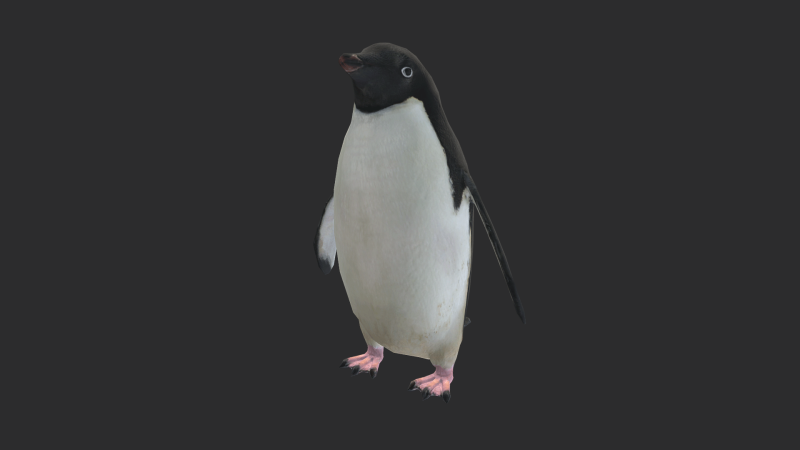 Adelie Penguin Low Poly Animated Modello 3D .c4d .max .obj .3ds .fbx .stl .blend 