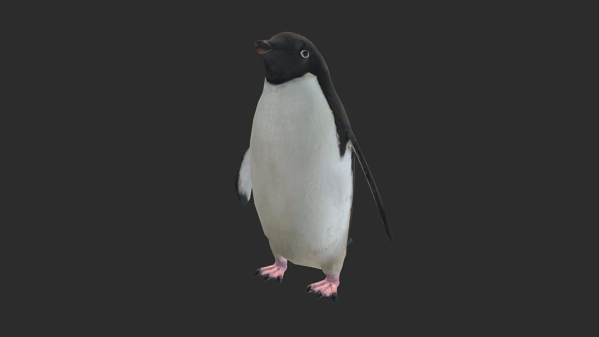 Adelie Penguin Low Poly animado Modelo 3D .c4d .max .obj .3ds .fbx .stl .blend