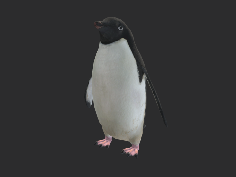 Adelie Penguin Low Poly Animated 3D-Modell