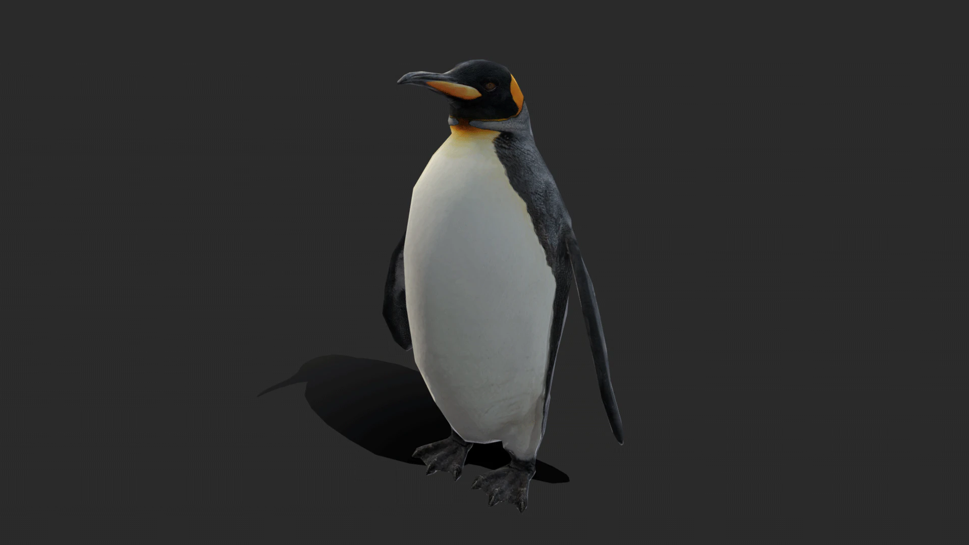 King Penguin Low Poly Animated 3D Model .c4d .max .obj .3ds .fbx .stl .blend