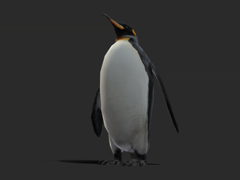 King Penguin Low Poly Animated 3D Модель