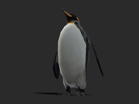 King Penguin Low Poly Animated 3D Model