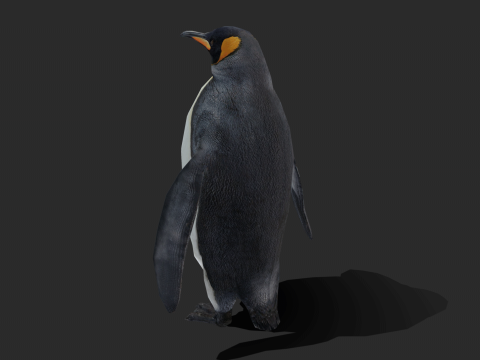 King Penguin Low Poly Animated 3D Модель
