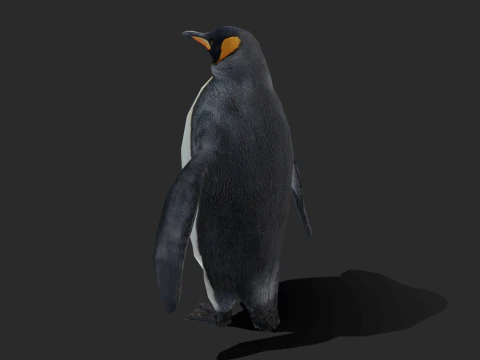 King Penguin Low Poly Animated 3D Model