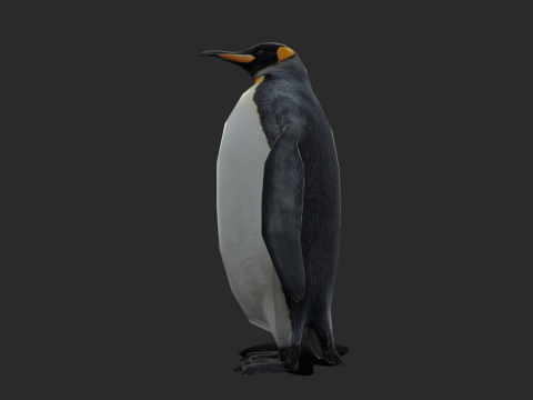 King Penguin Low Poly Animated 3D Модель