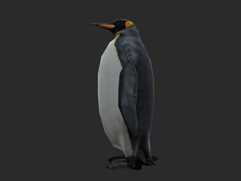 King Penguin Low Poly Animated 3D Model