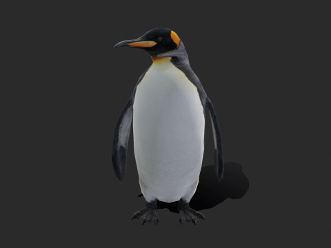 King Penguin Low Poly Animated 3D Модель