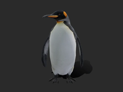 King Penguin Low Poly Animated 3D Model