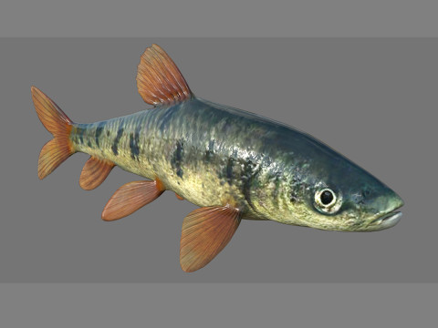 Fish 001 3D Model