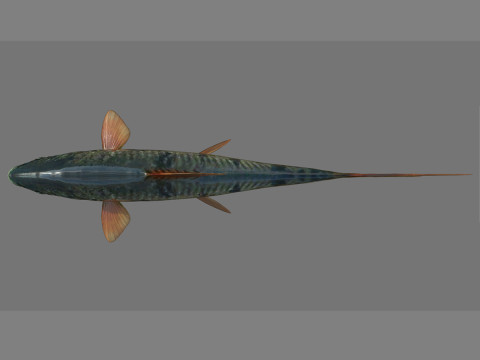 Fish 001 3D Модель
