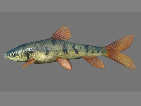 Fish 001 3D Модель