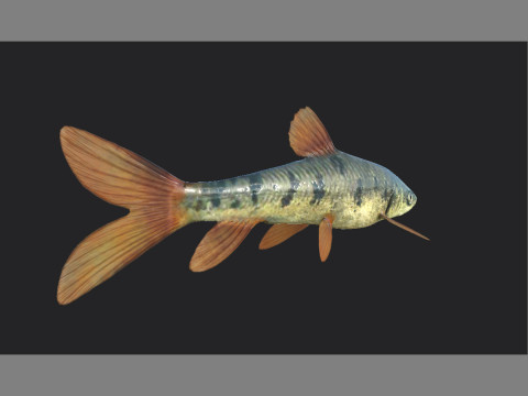 Fish 001 3D Модель