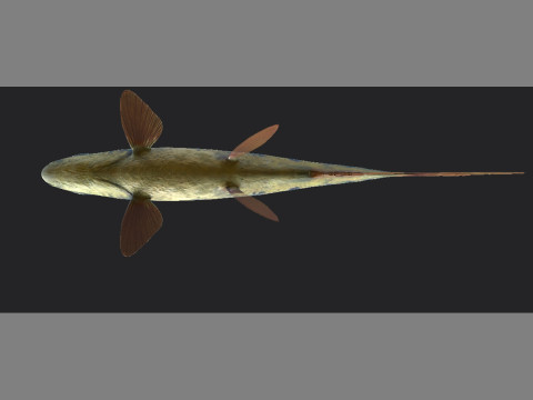 Fish 001 3D Модель