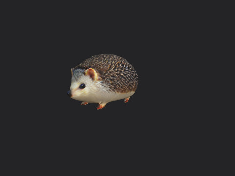 Hedgehog 3D Model