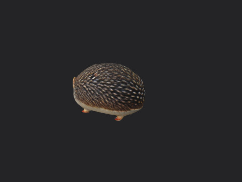 Hedgehog 3D Model