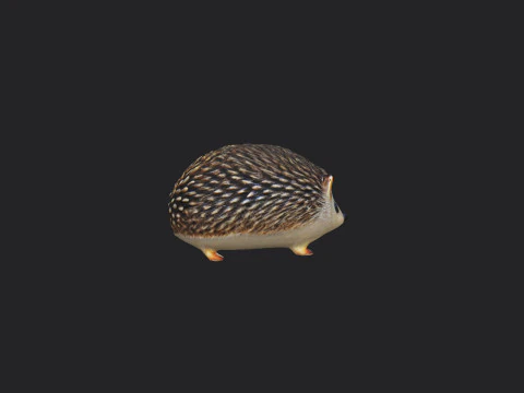 Hedgehog 3D Model