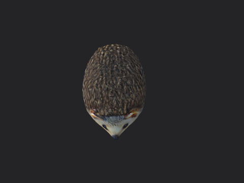 Hedgehog 3D Model
