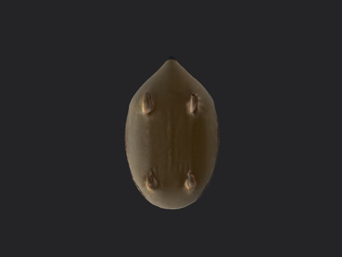 Hedgehog 3D Model