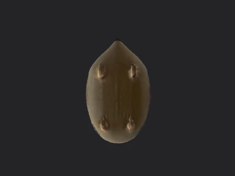Hedgehog 3D Model
