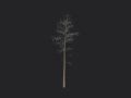 Tree 004 3D Model
