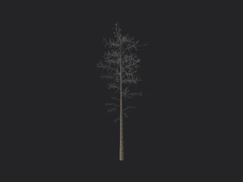 Tree 004 3D Model