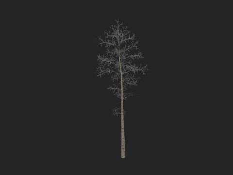 Tree 004 3D Model
