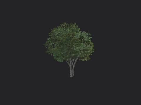 Tree 005 3D 모델