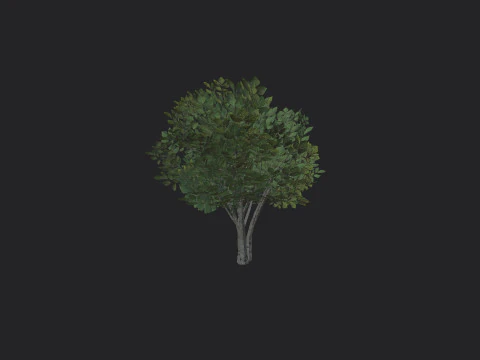 Albero 005 Modello 3D