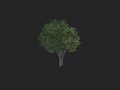 Tree 005 3D Model