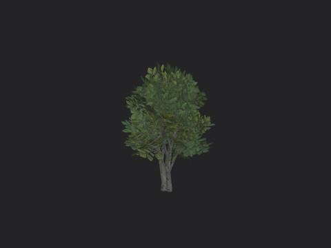 Tree 005 3D-Modell